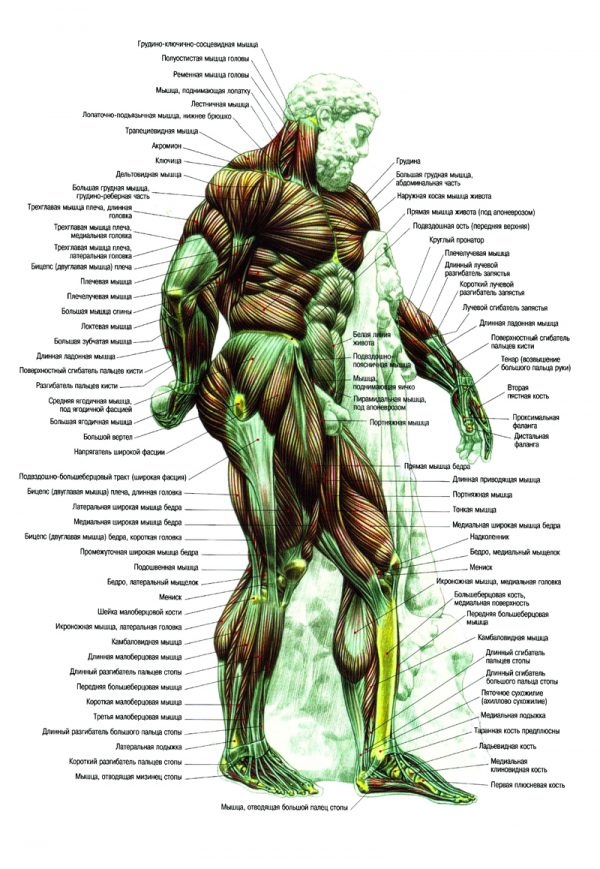 Плакат мышцы (Геракл) вид сбоку