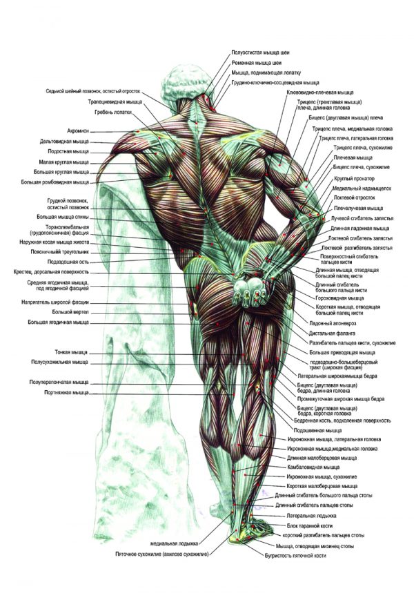 Плакат мышцы (Геракл) вид сзади