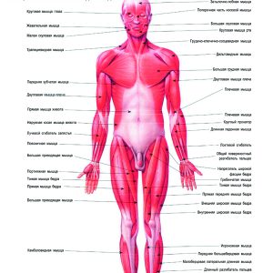 Плакат мышечная система человека вид спереди (вариант 2)