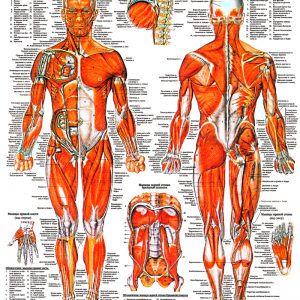 Плакат мышечная система человека общий план