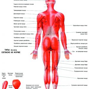 Плакат мышечная система человека вид сзади (вариант 2)