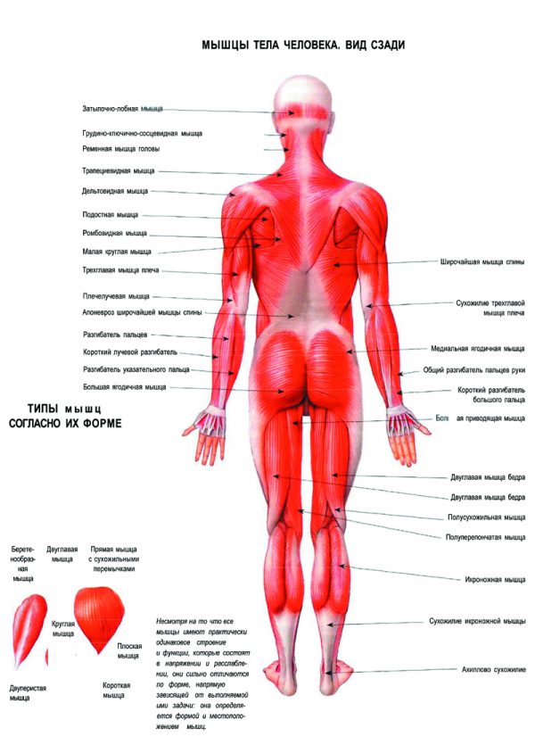 Плакат мышечная система человека вид сзади (вариант 2)