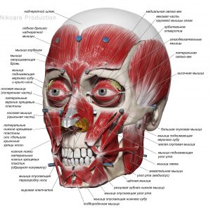 Плакат мышечная система черепа