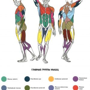 Плакат группы мышц общий план
