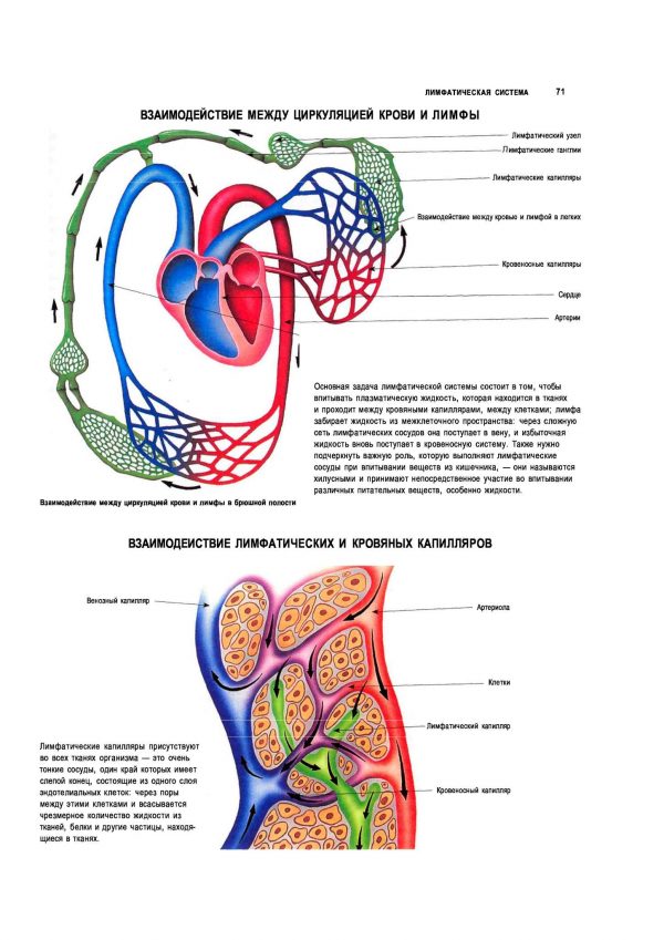 Плакат взаимодействие между циркуляцией крови и лимфы