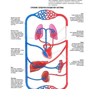 Плакат строение сердечно-сосудистой системы