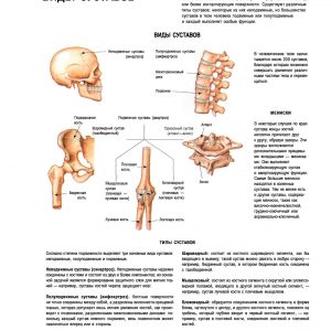 Плакат виды и типы суставов человека