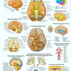 Плакат головной мозг человека