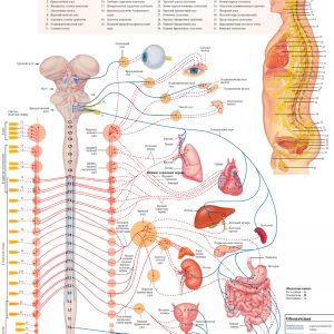 Плакат вегетативная нервная система