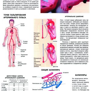Плакат точки пальпирования артериального пульса