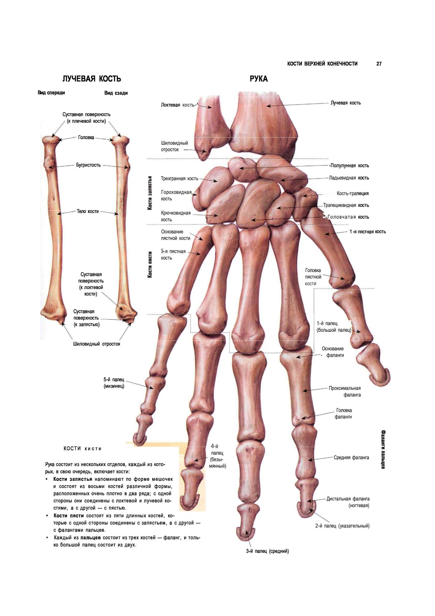 Скелет руки человека анатомия