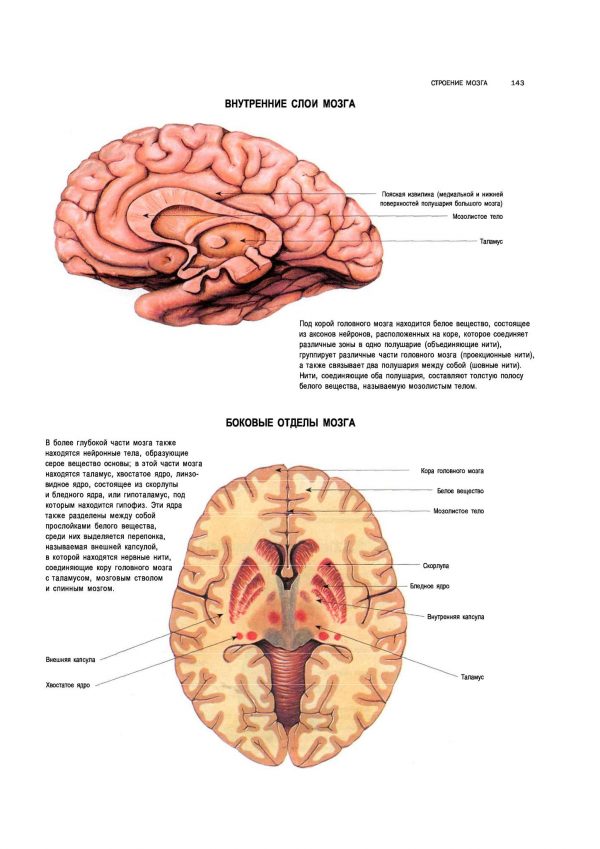 Плакат внутреннее строение мозга человека