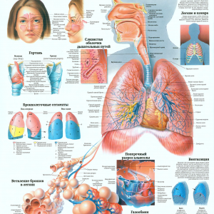 Плакат дыхательная система человека