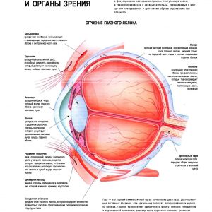 Плакат глаз и органы зрения человека