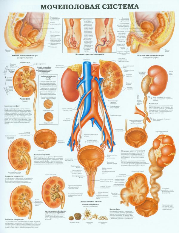 Плакат мочеполовая система человека