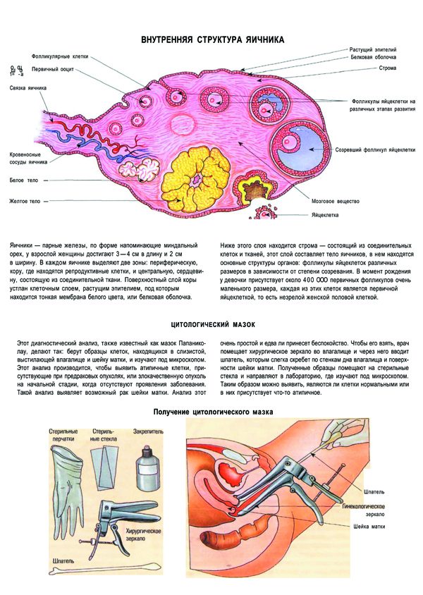 Плакат внутренняя структура яичника