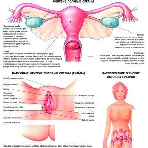 Плакат женские наружные половые органы