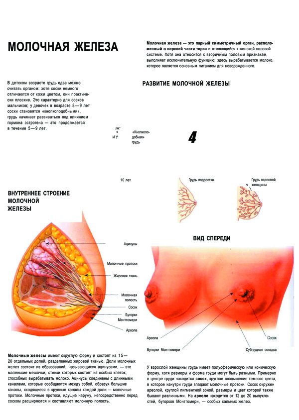 Плакат внутренне строение молочной железы