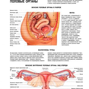 Плакат женские половые органы в разрезе