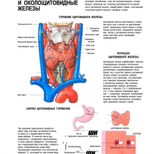 Плакат щитовидная и околощитовидные железы